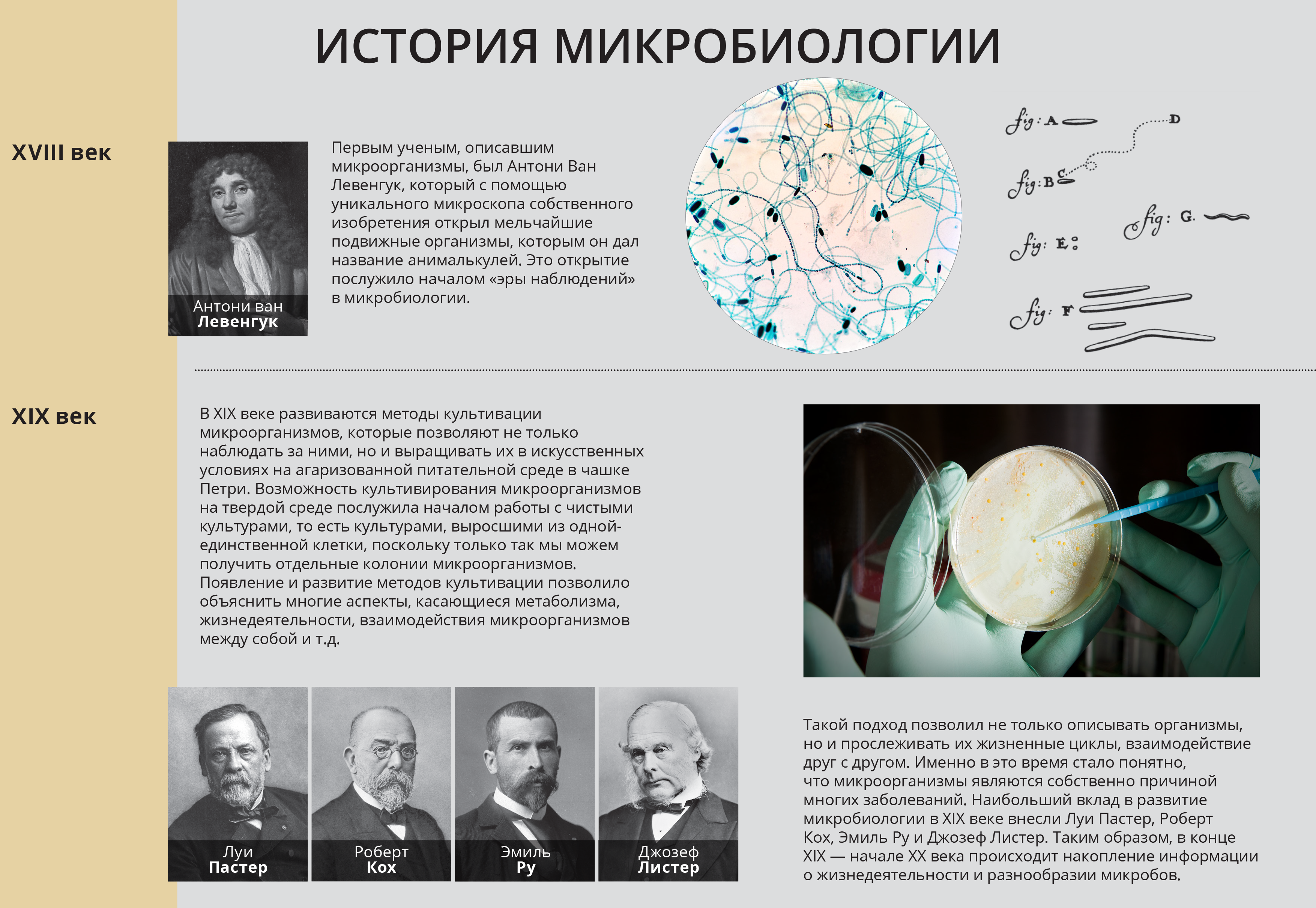 История микробиологии презентация