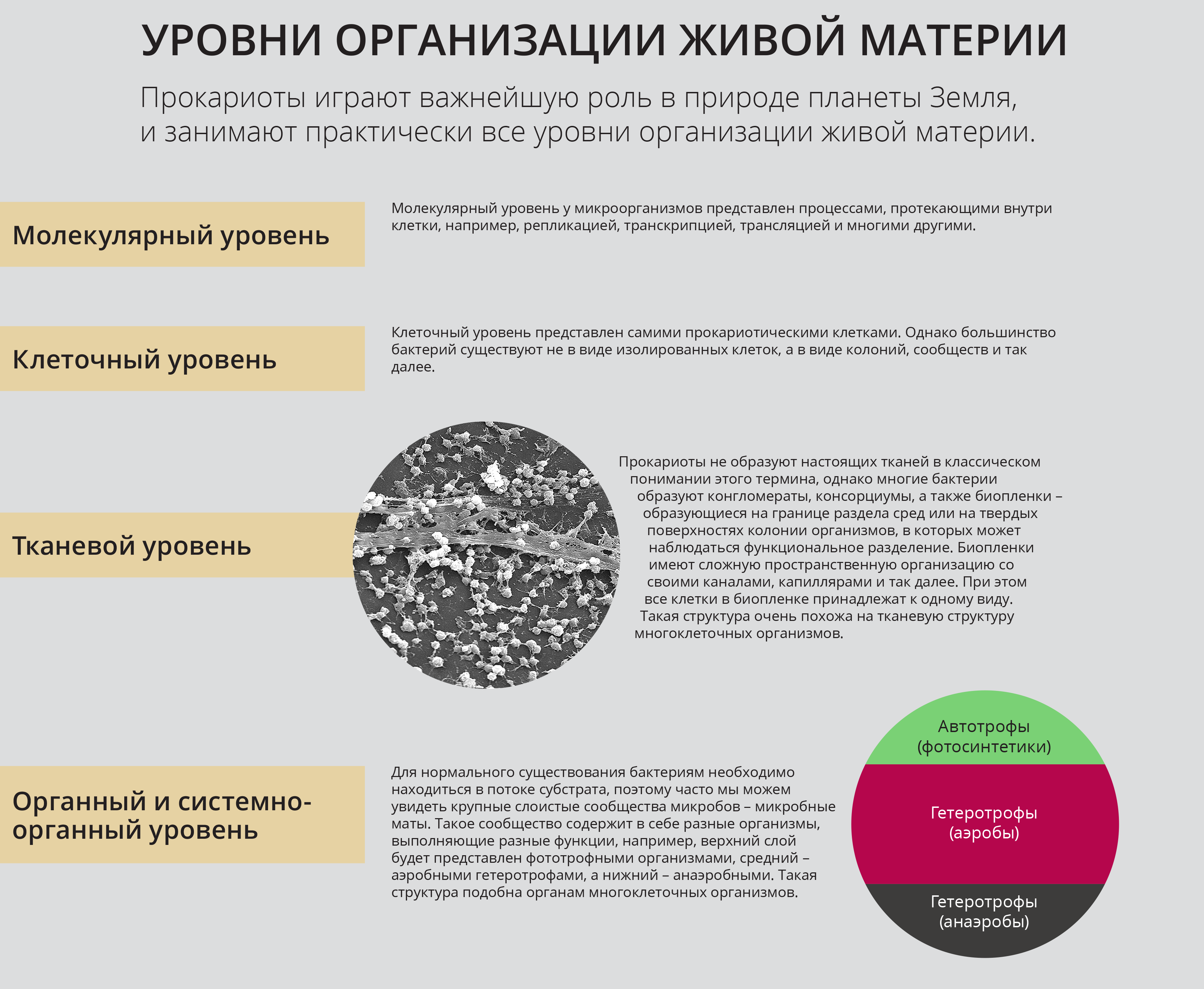 Какой уровень организации живого изображен на фотографии. Биосферный уровень организации живой материи. Органный уровень организации живой материи. Структурные уровни организации жизни. Бактерия уровень организации живой материи.