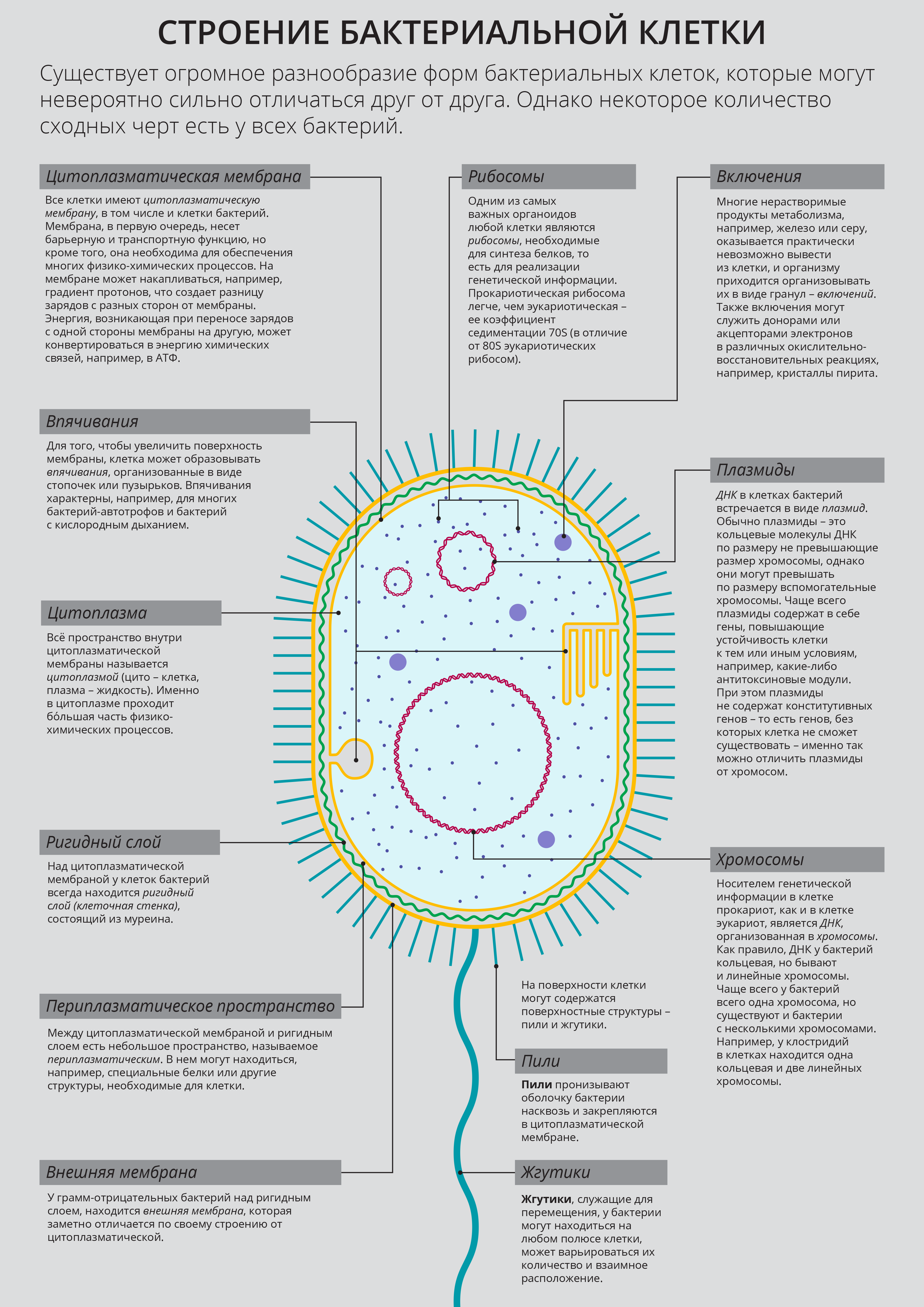 Бактерия строение функции. Структура бактериальной клетки микробиология таблица. Основные структурные компоненты бактериальной клетки. Структура бактериальной клетки таблица. Строение бактериальной клетки микробиология и их функции.