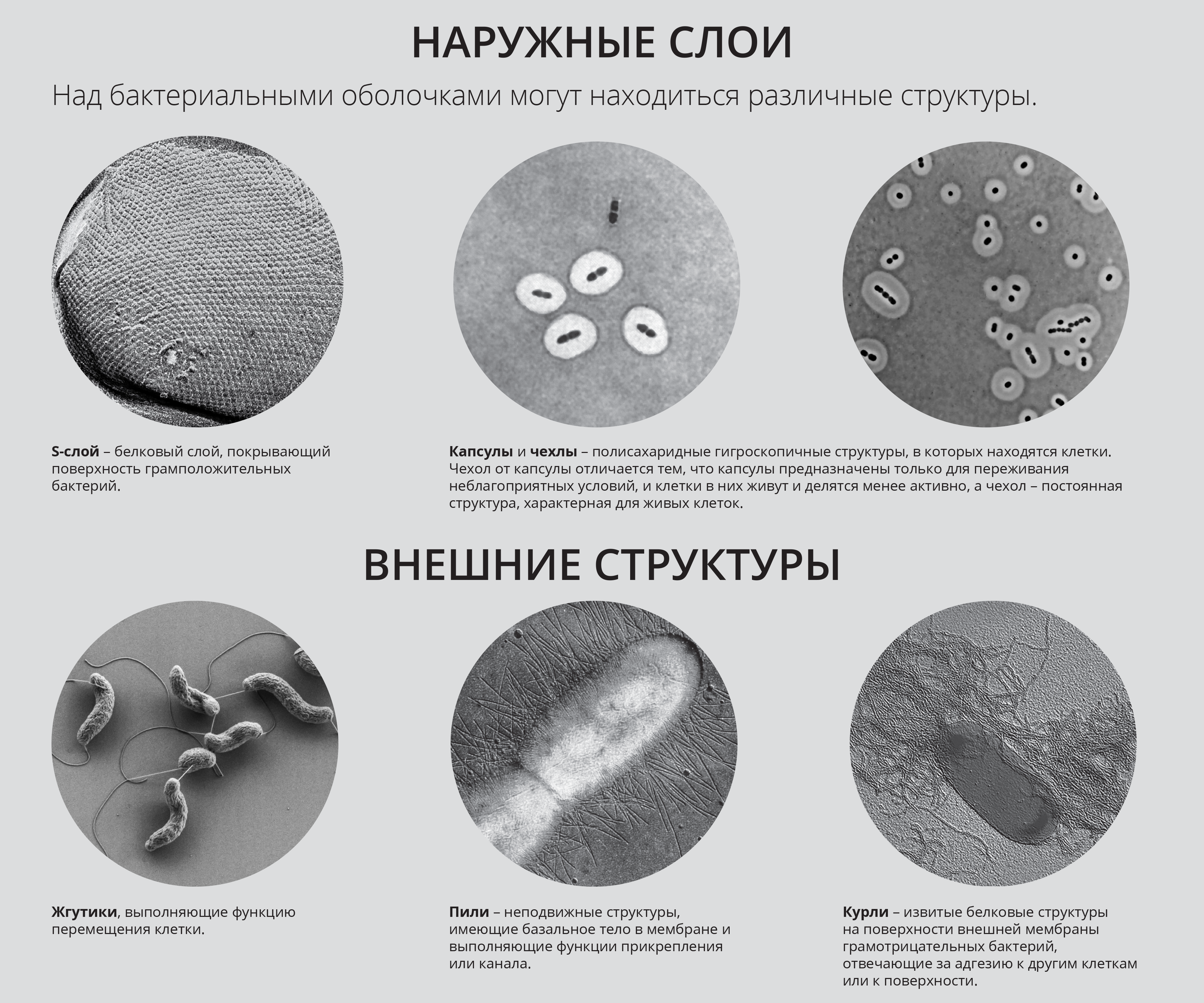 Соотнеси структуры и слои кожи с номерами под которыми они обозначены на рисунке