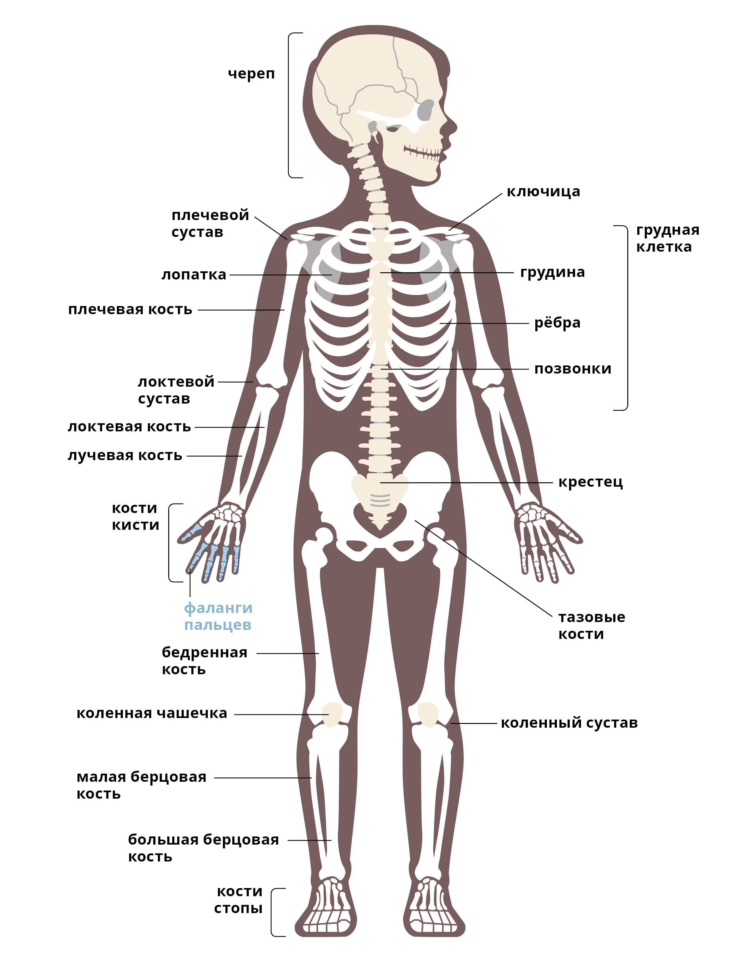 Костный скелет человека