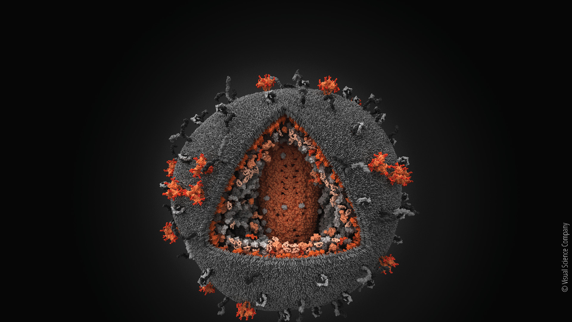 Human immunodeficiency. Вирус СПИДА под микроскопом. Вирус иммунодефицита человека строение под микроскопом. Вирус иммунодефицита человека (Human Immunodeficiency virus). Вирус ВИЧ под микроскопом.