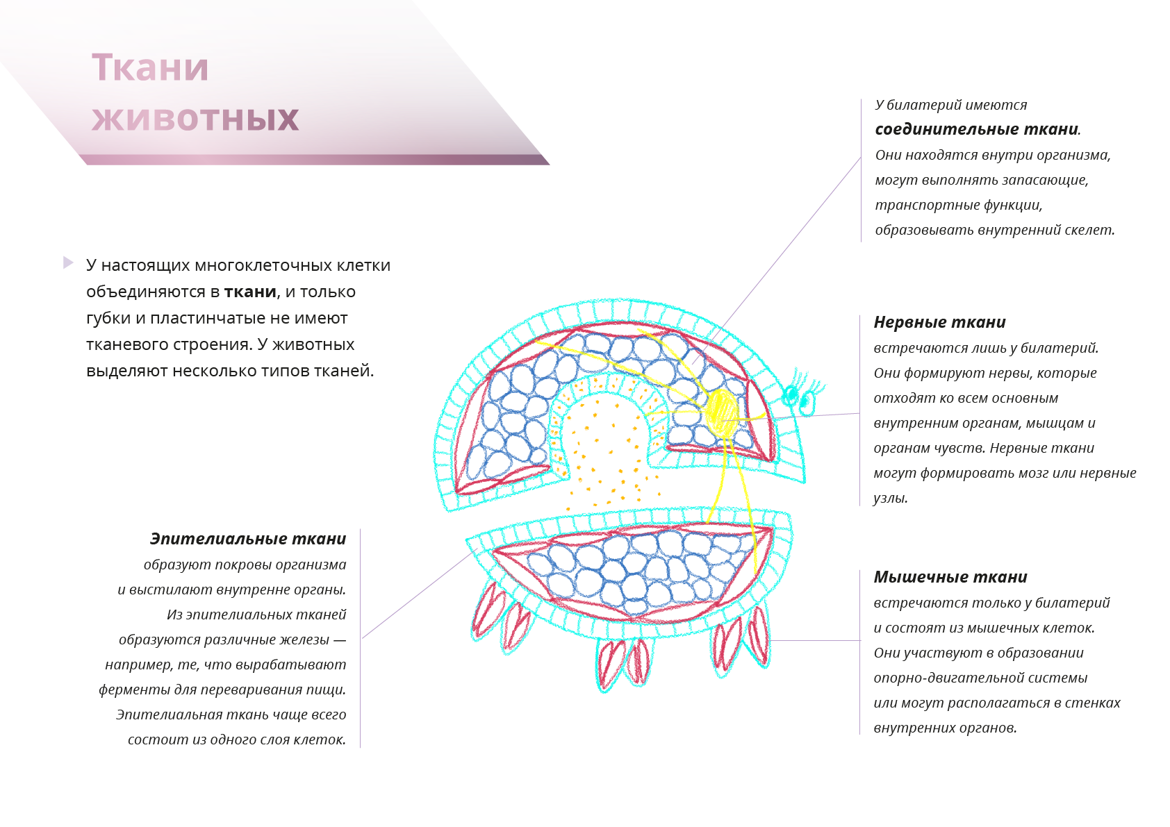 Схема ткани животных