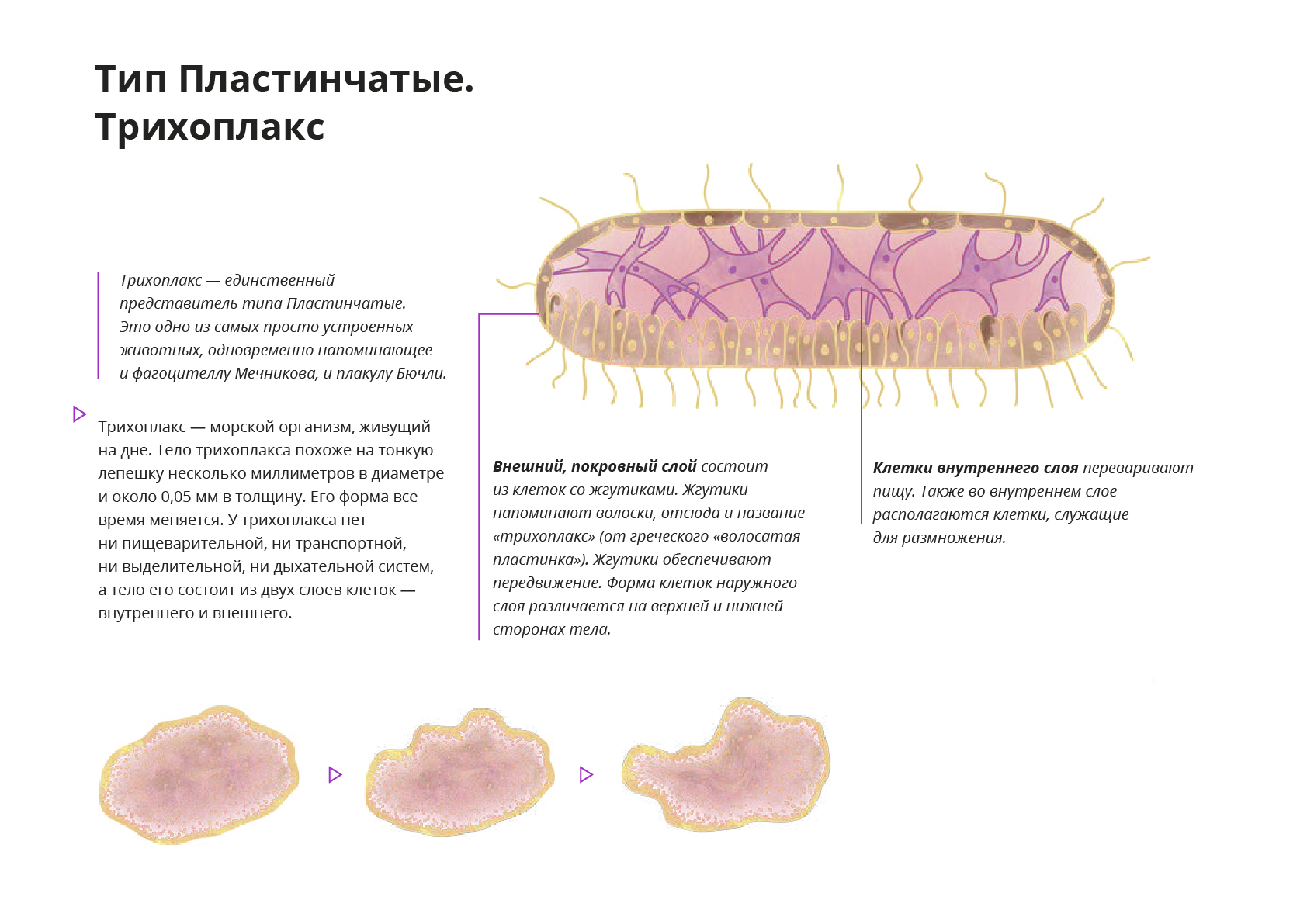 Тело пластинчатых имеет. Тип пластинчатые (трихоплакс). Тип пластинчатые (Placozoa). Тип пластинчатые пищеварительная система. Трихоплакс препарат.