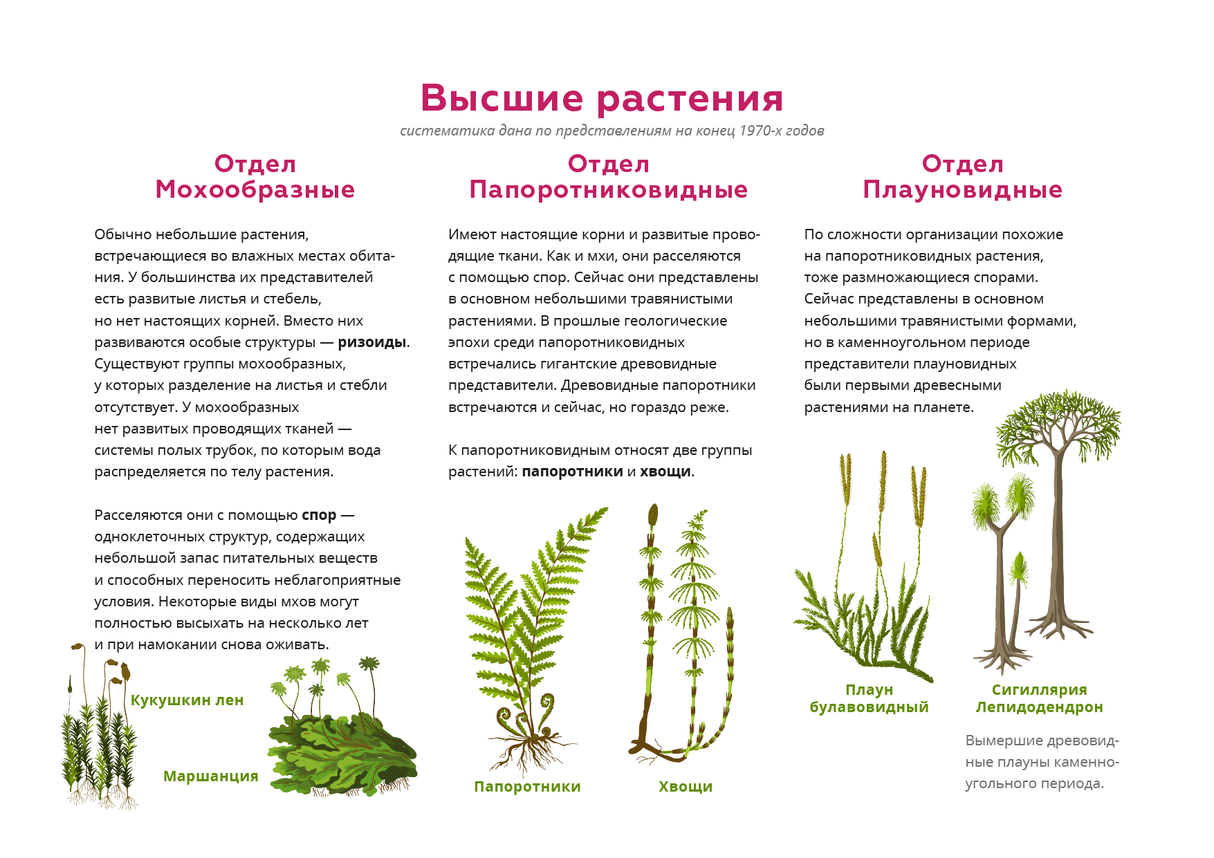 Папоротниковидные растения примеры названия