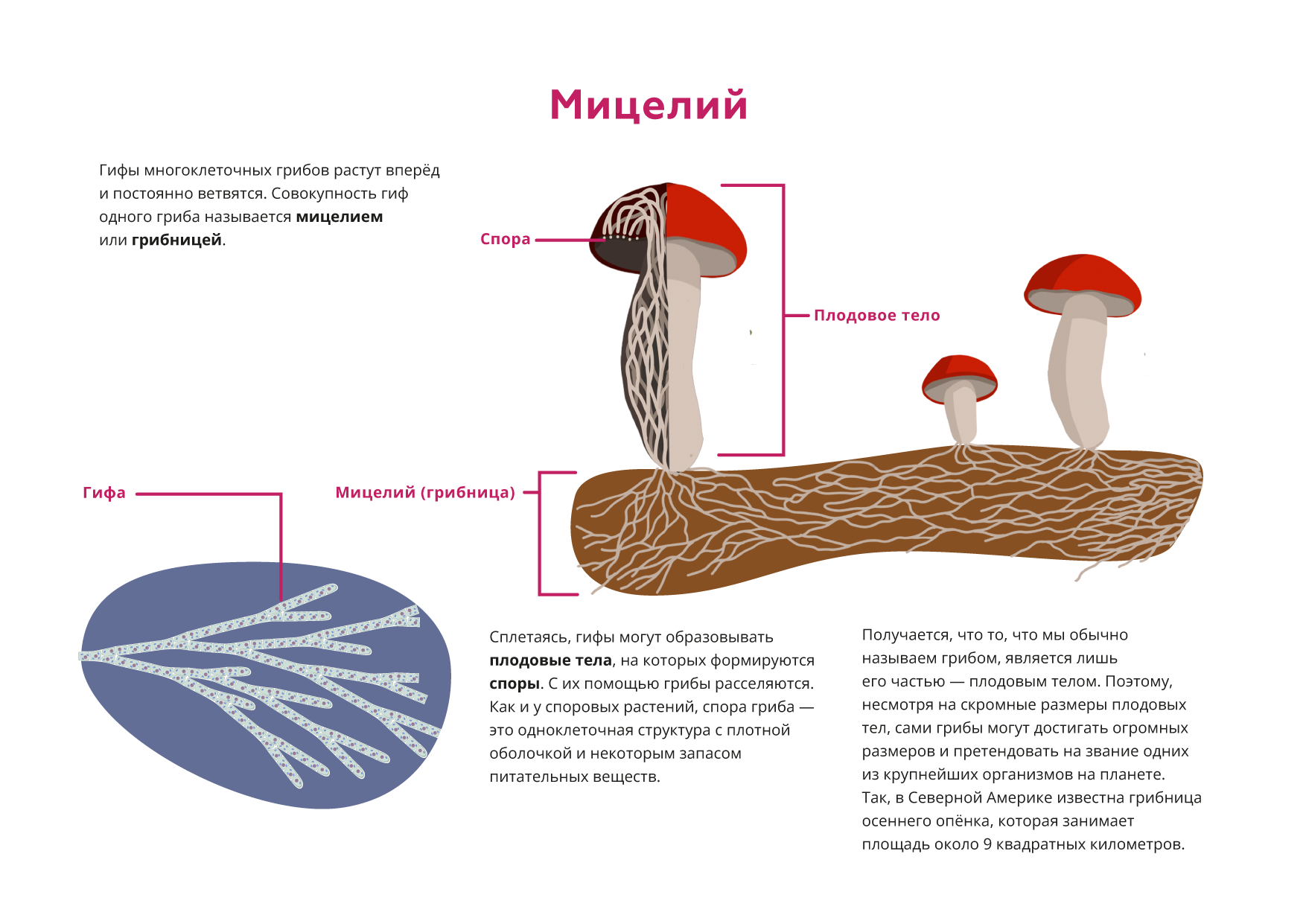 Мицелий грибов у женщин