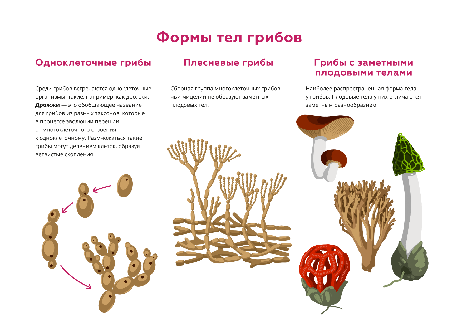 Съедобные грибы названия, фото, описание, картинки